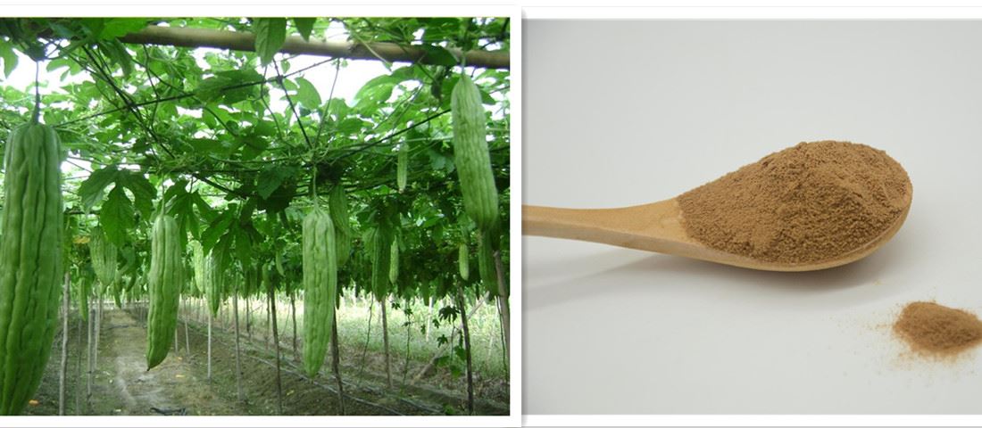 Bitter gourd powder
