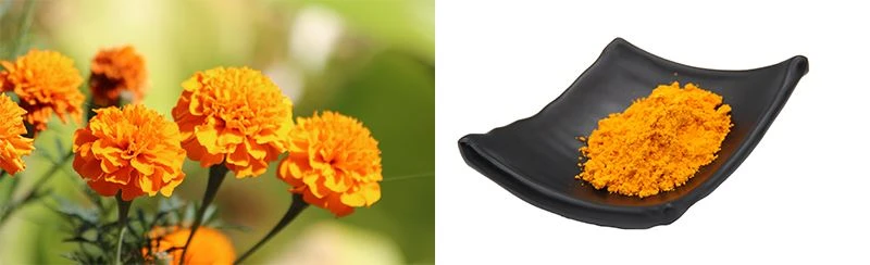 lutein-20%-powder introduction