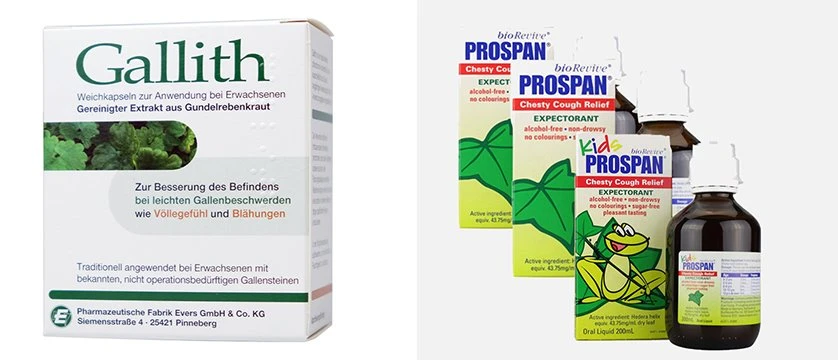 application of ivy leaf extract