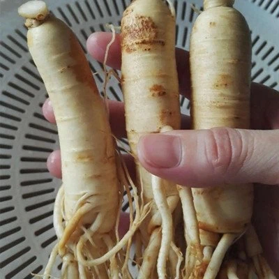 ginseng extract